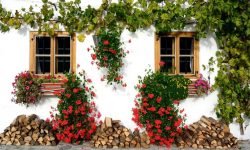 mur vivant