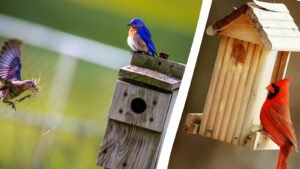 Construire-une-Cabane-à-Oiseaux-choix-de-bois-méthodes