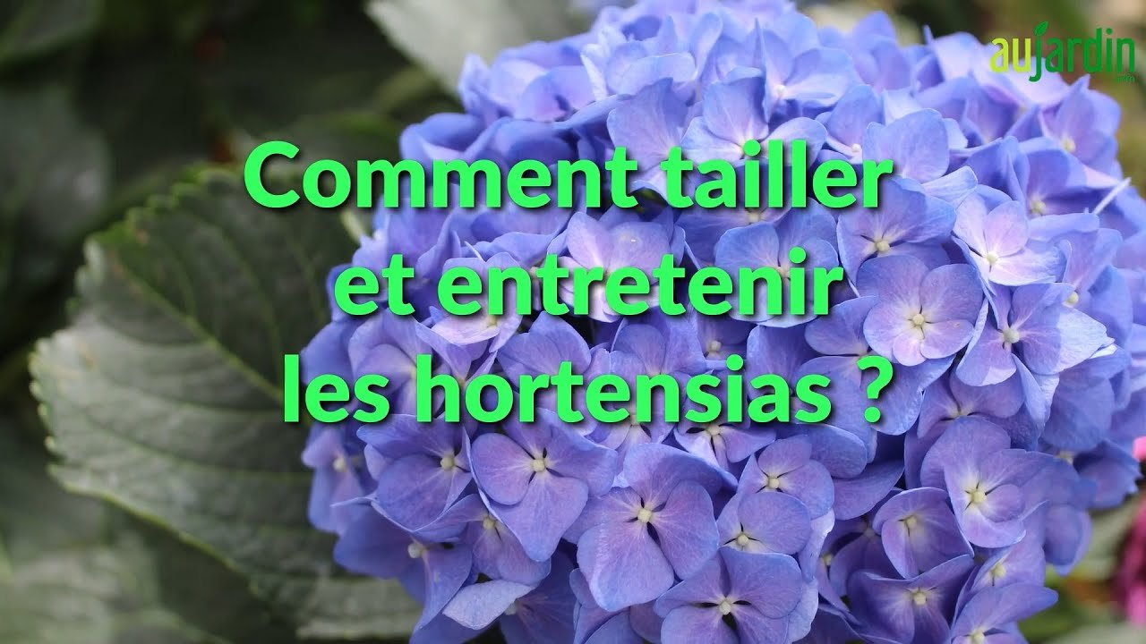 Miniature de la vidéo Comment TAILLER et ENTRETENIR les HORTENSIAS — free download