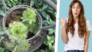 secrets de l'arrosage des plantes grasses