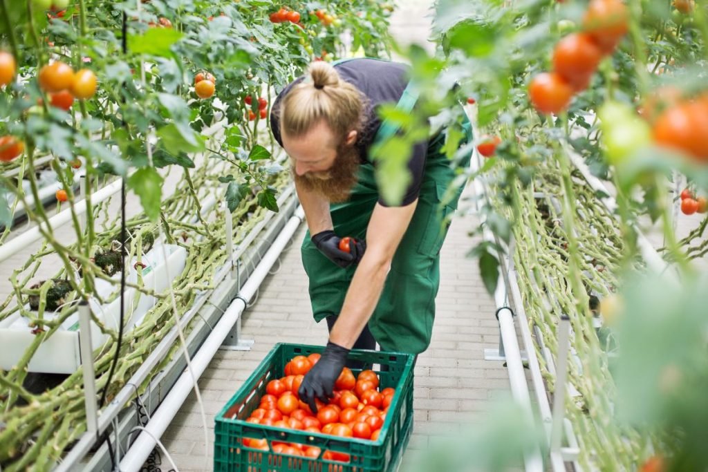 Augmentez-récoltes-tomates