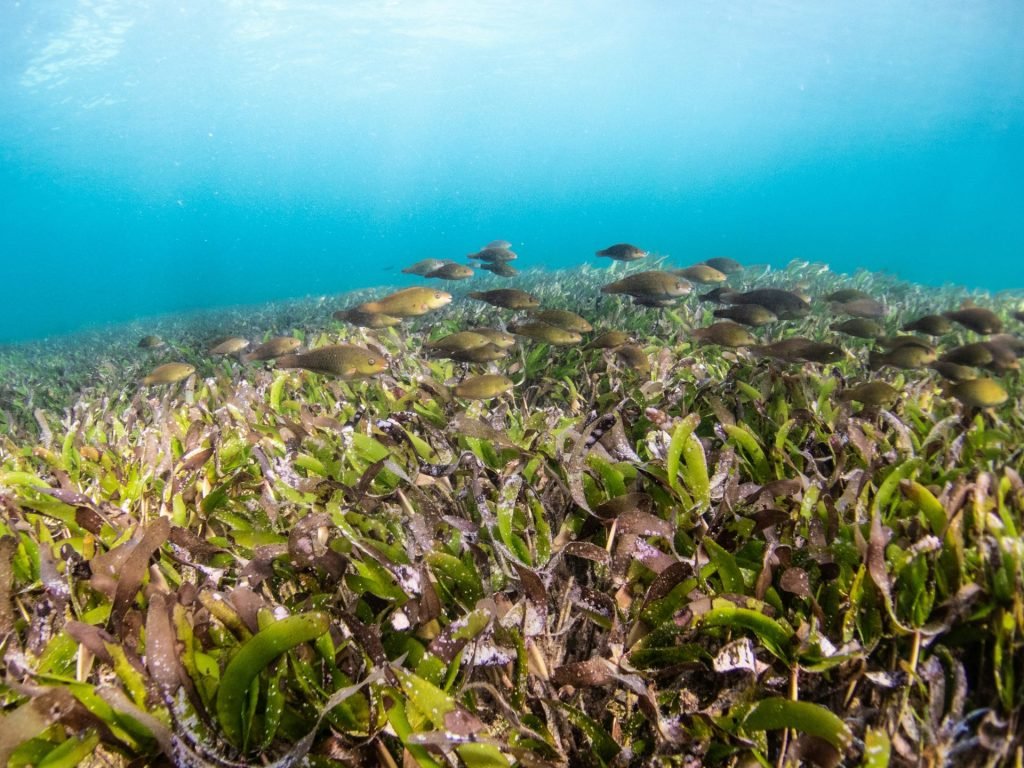 découvrez tout sur les herbiers marins et leur importance écologique avec notre guide complet sur les seagrass.