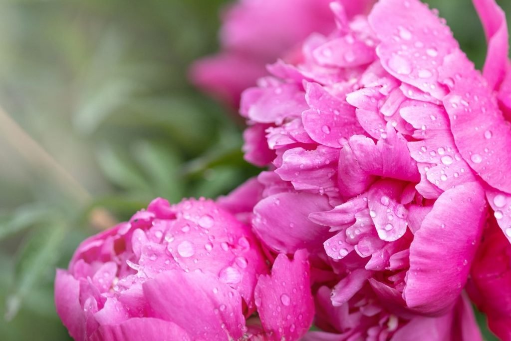pivoines-bon-état-durant-l’été
