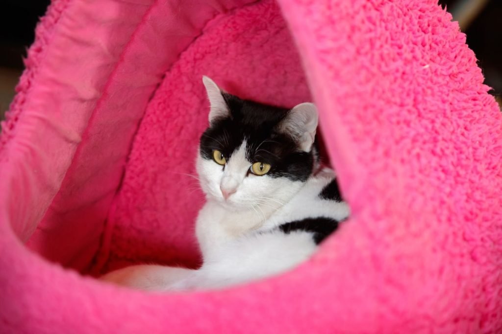 fabriquer-tanière-votre-chat