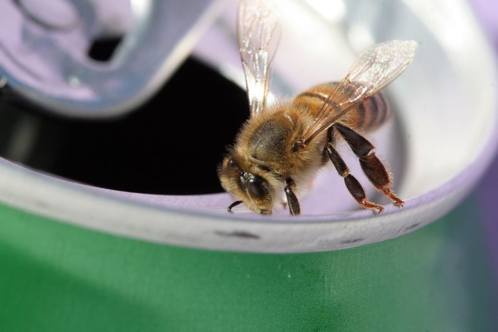 maison-abeilles-boîte-de-conserve