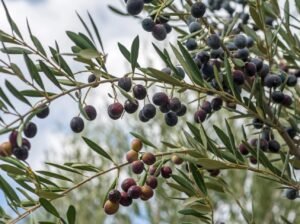 olives mûres sur un olivier