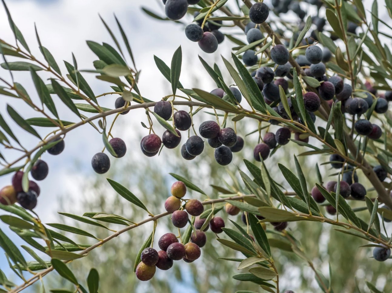 Olivier qui perd ses feuilles : Un signe de renouveau plutôt qu'une catastrophe 5 olives mûres sur un olivier