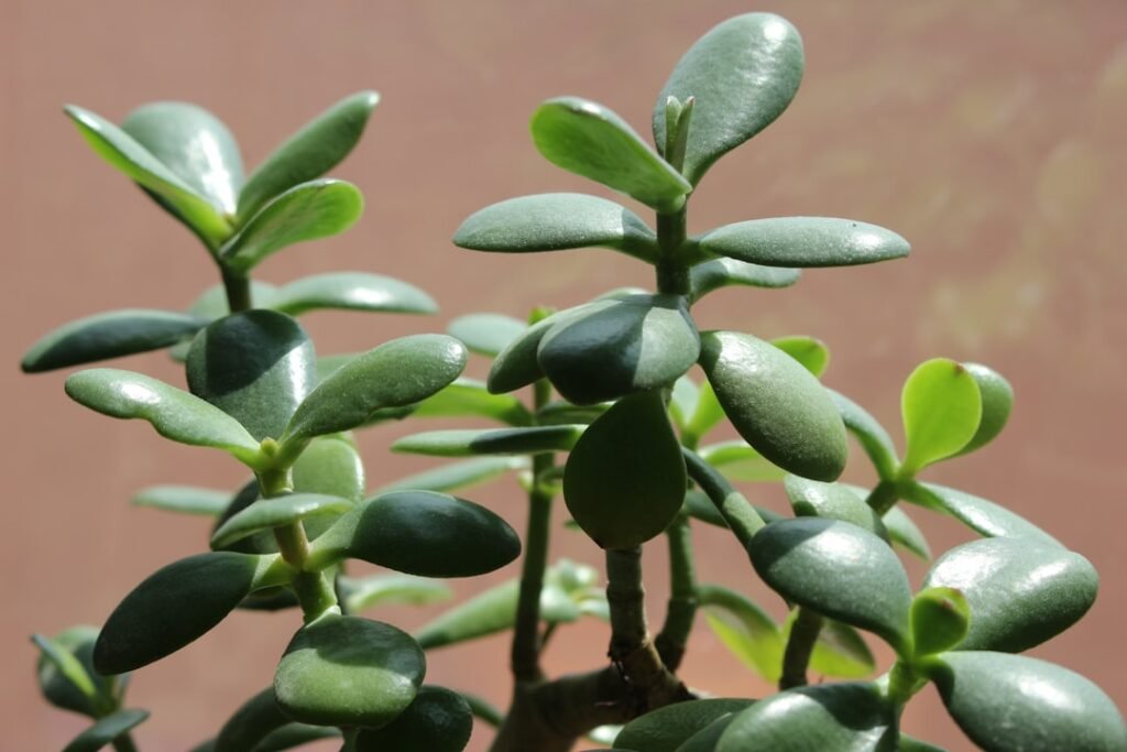 Découvrez tout ce qu'il faut savoir sur l'Arbre de Jade (Crassula ovata) : conseils pratiques pour le rempotage, astuces de culture et soins essentiels pour cultiver cette plante succulente facilement et la garder en pleine santé.