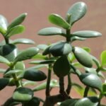 Découvrez tout ce qu'il faut savoir sur l'Arbre de Jade (Crassula ovata) : conseils pratiques pour le rempotage, astuces de culture et soins essentiels pour cultiver cette plante succulente facilement et la garder en pleine santé.
