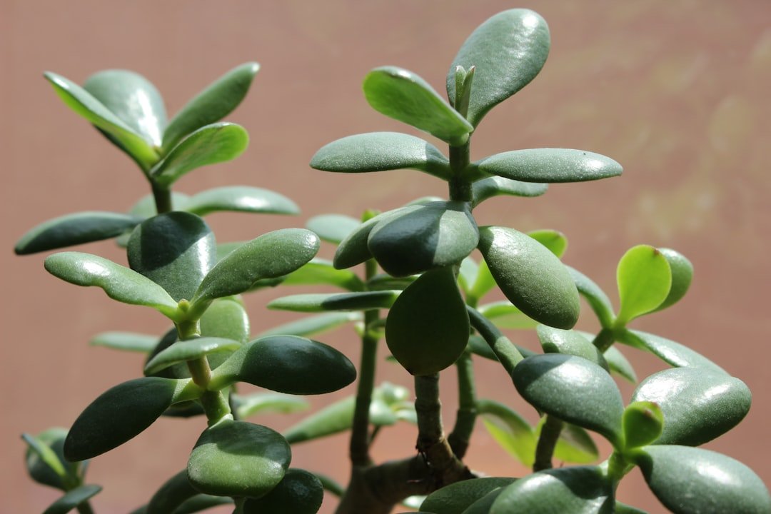 Découvrez tout ce qu'il faut savoir sur l'Arbre de Jade (Crassula ovata) : conseils pratiques pour le rempotage, astuces de culture et soins essentiels pour cultiver cette plante succulente facilement et la garder en pleine santé.