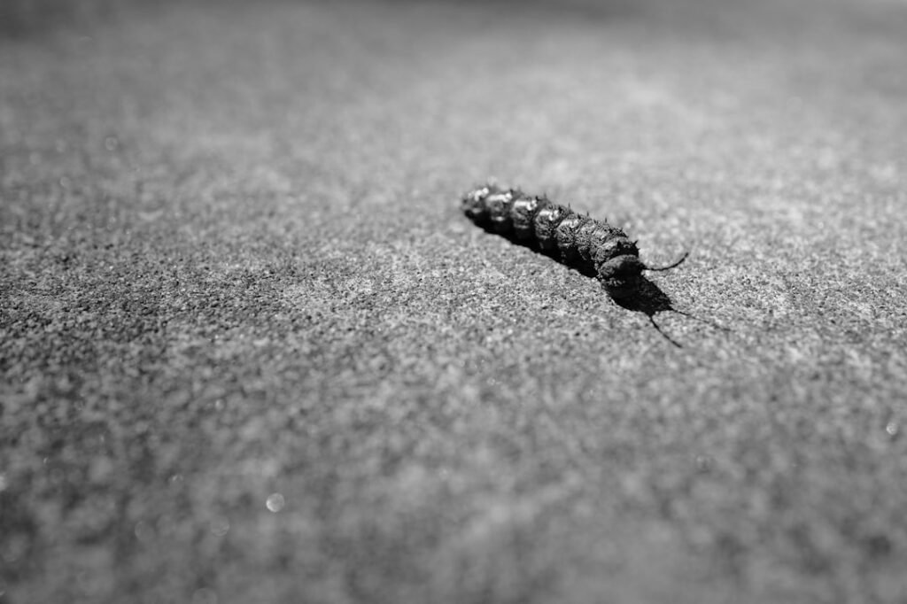 découvrez tout sur les insectes rampants : identification, comportements et méthodes efficaces pour les contrôler et les prévenir dans votre environnement.