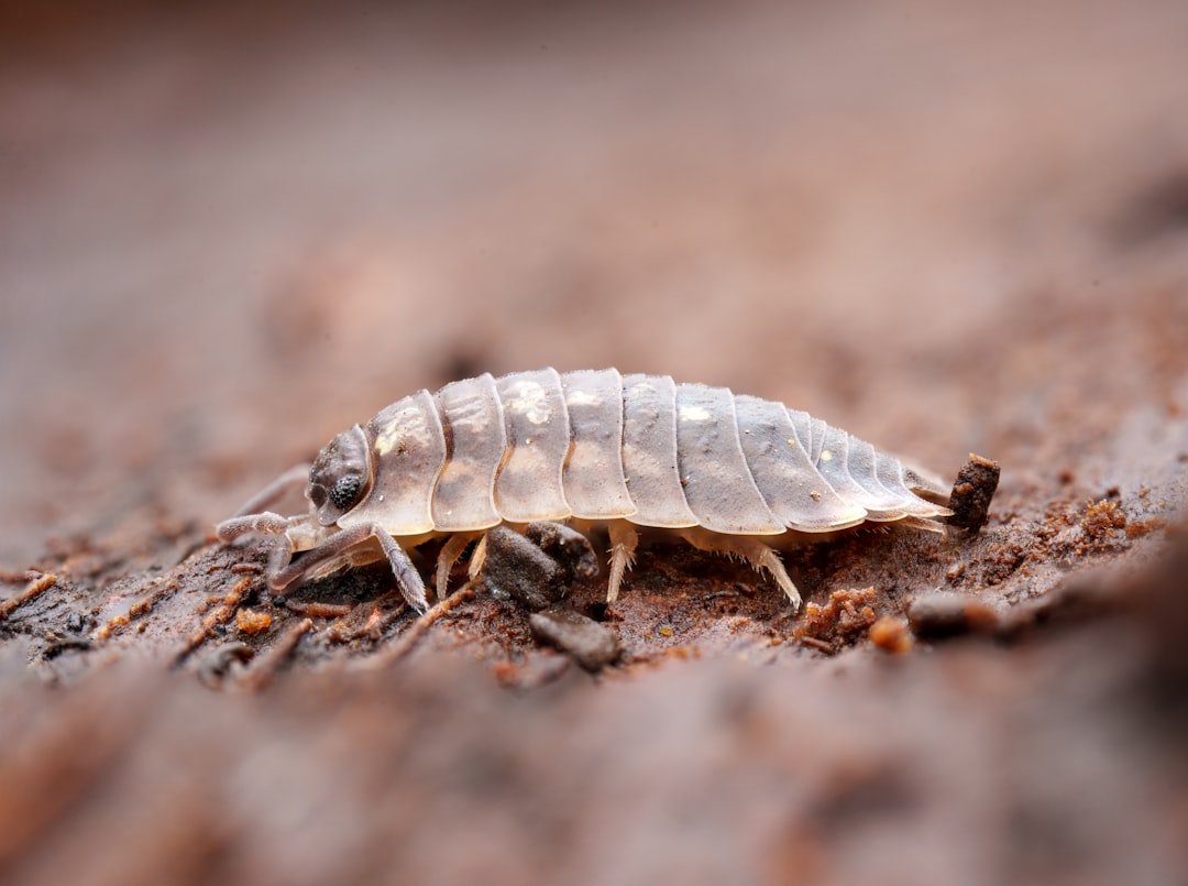 découvrez tout sur les insectes rampants : identification, prévention et méthodes efficaces pour les contrôler dans votre maison.