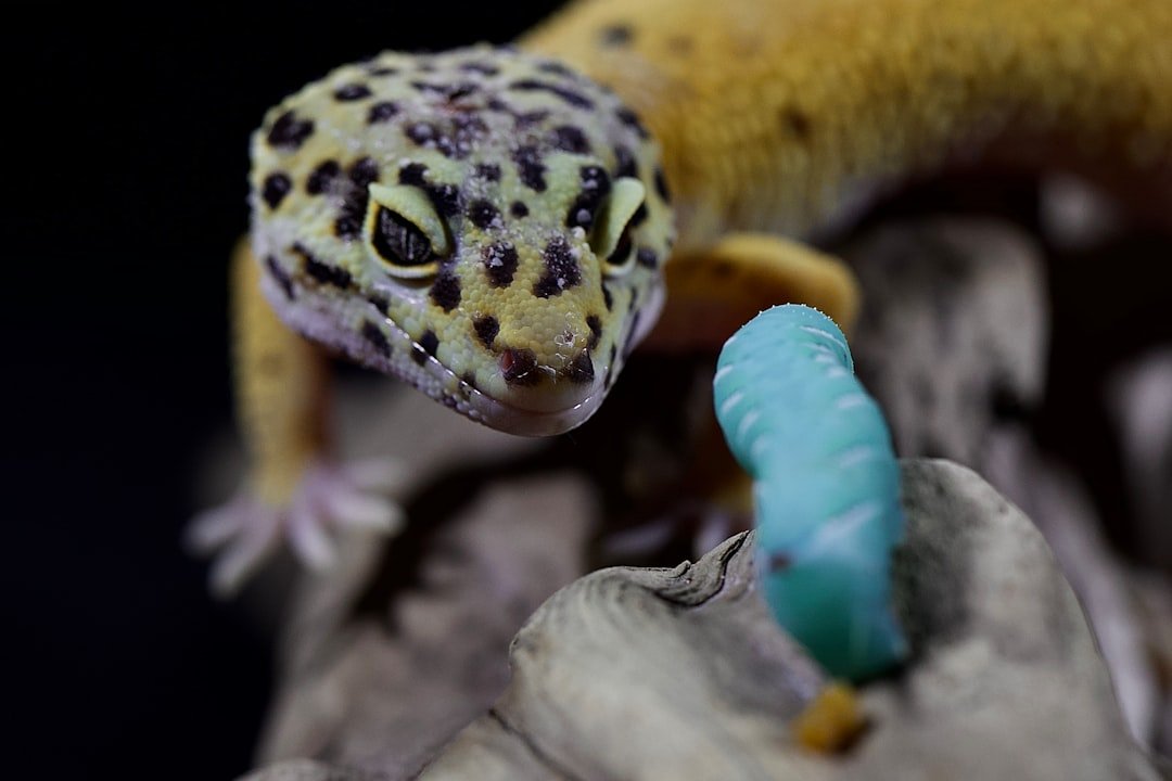 services professionnels d'élimination de geckos pour protéger votre maison et votre jardin. méthodes sûres et efficaces pour un environnement sans nuisibles.