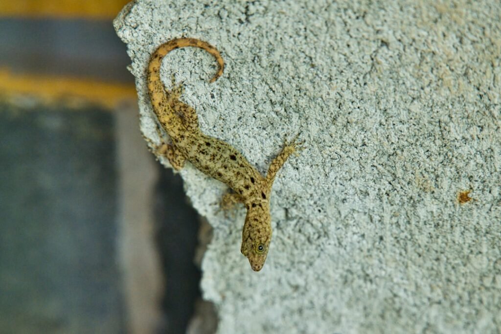 service professionnel d'élimination de geckos pour protéger votre maison et votre environnement. intervention rapide et efficace garantie.