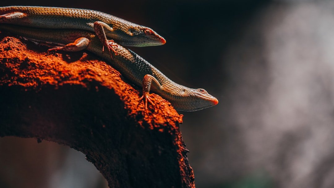 services professionnels d'élimination de geckos pour protéger votre maison ou votre entreprise des nuisibles.