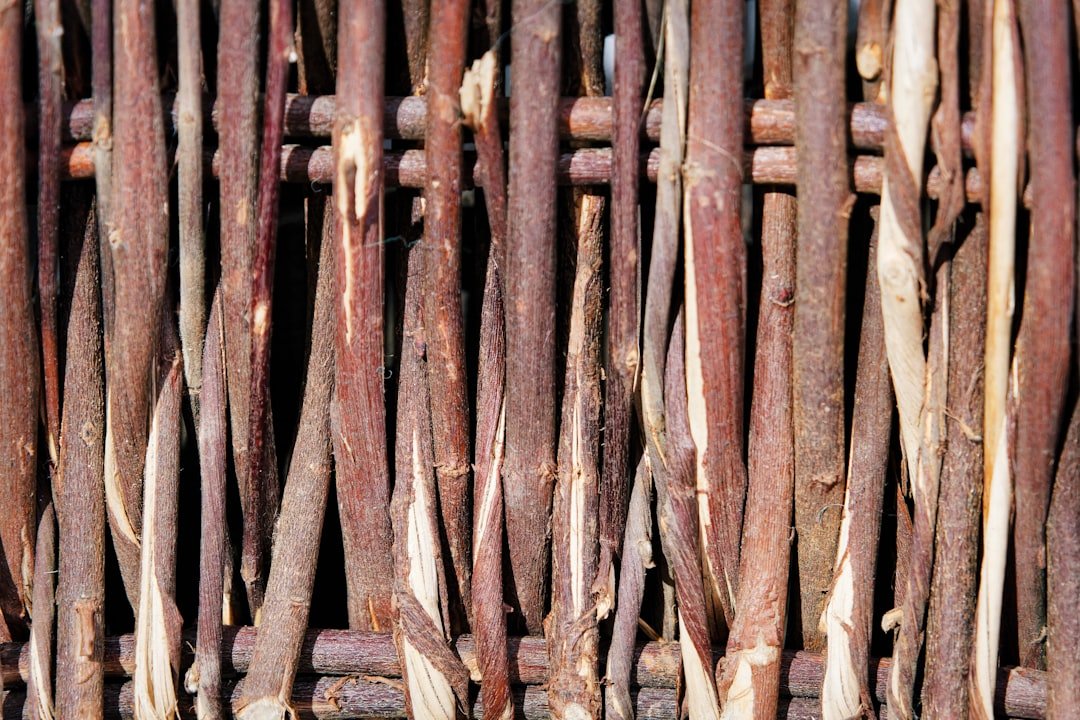 Guide complet pour éradiquer les capricornes 2 guide complet pour éliminer les vrillettes : méthodes efficaces et conseils pratiques pour protéger votre bois des insectes xylophages.