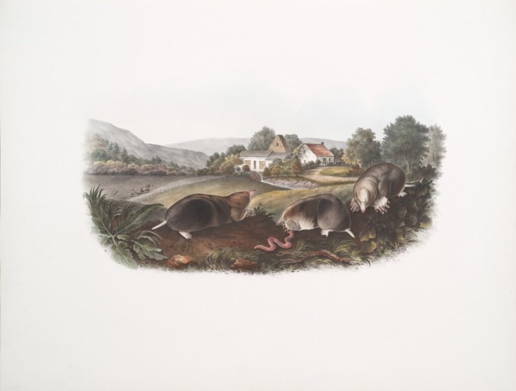 découvrez tout sur les musaraignes, ces petits mammifères insectivores rapides et discrets, et leur rôle dans l'écosystème.