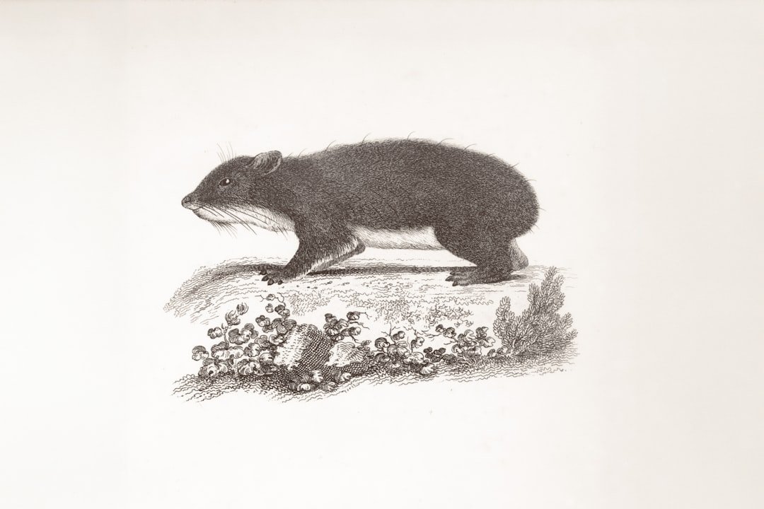 découvrez tout sur les musaraignes : petits mammifères fascinants, leur habitat, comportement et rôle dans l'écosystème.