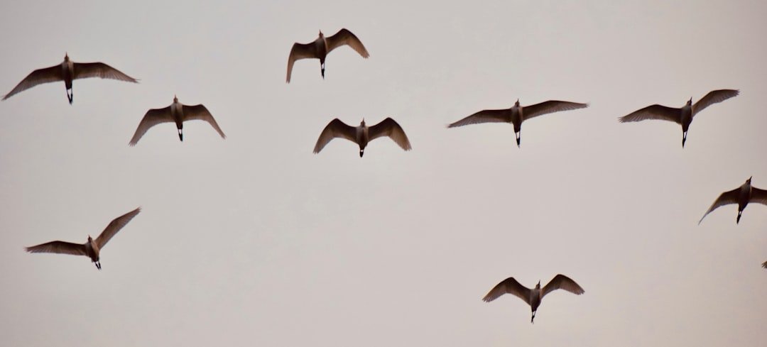 découvrez les méthodes efficaces pour éloigner les chauves-souris de votre maison tout en respectant leur protection et l'environnement.