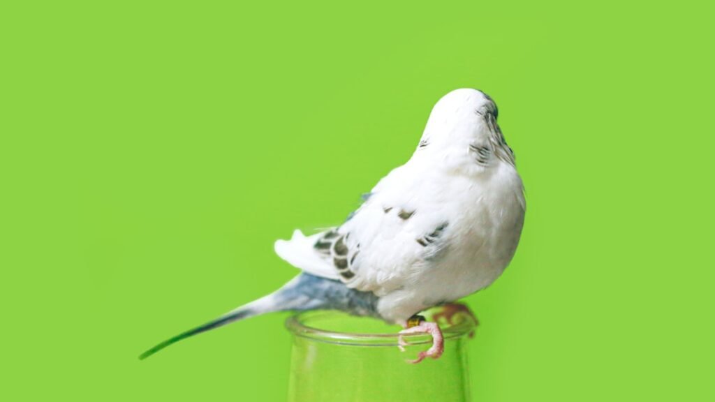 service professionnel de nettoyage des déjections d'oiseaux pour préserver la propreté et protéger vos surfaces.