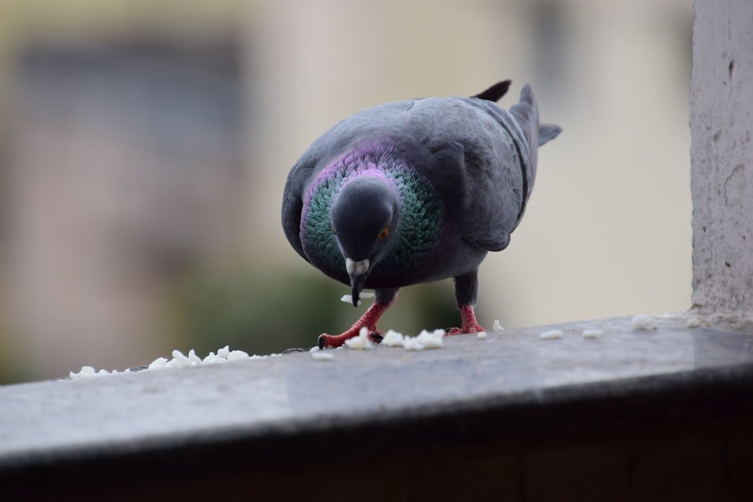 service professionnel de nettoyage des déjections d'oiseaux pour protéger vos surfaces et préserver l'esthétique de vos bâtiments.