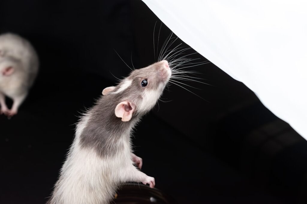 conseils et solutions efficaces pour protéger votre maison contre les rats et éviter les infestations.