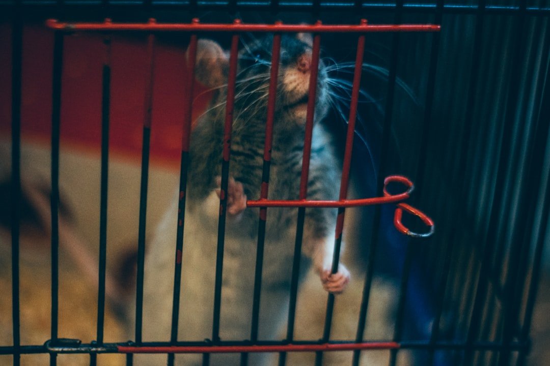conseils et méthodes efficaces pour protéger votre maison contre les rats et éviter les infestations.