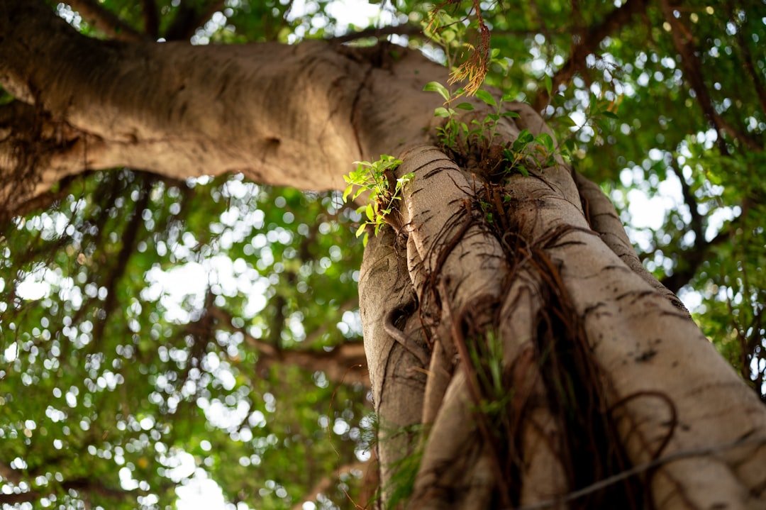 découvrez notre décoration originale en tronc d'arbre, alliant nature et élégance pour sublimer votre intérieur ou votre jardin.