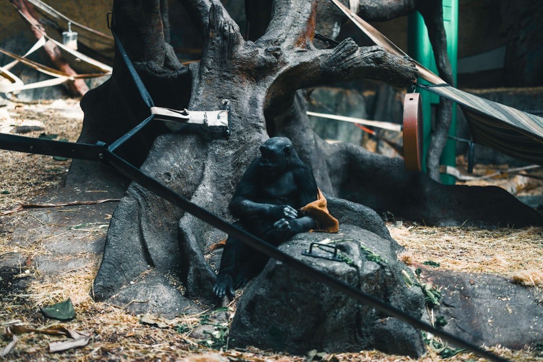 décorez votre intérieur avec des éléments uniques en tronc d'arbre, apportant une touche naturelle et chaleureuse à votre décoration.
