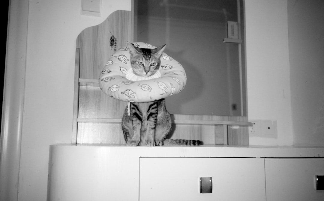 Comment poser chatière zinc 3 apprenez à installer une chatière en zinc facilement grâce à notre guide étape par étape. profitez d'une installation durable et esthétique pour le confort de votre chat.