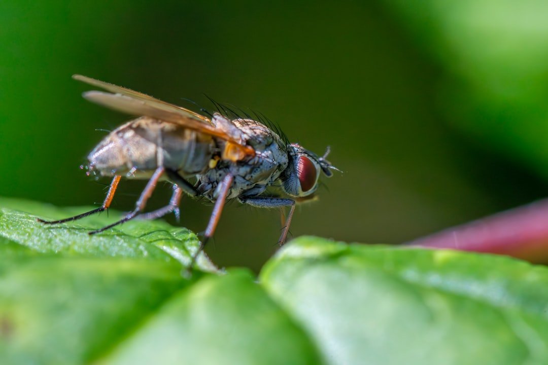 protégez votre maison contre les insectes volants grâce à des solutions efficaces et durables. découvrez nos conseils pour prévenir et éliminer ces nuisibles.