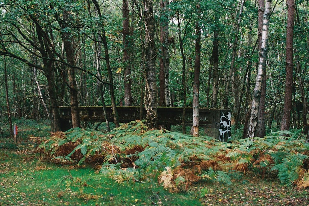 découvrez le mélange parfait entre bois et béton pour des constructions durables et esthétiques alliant chaleur naturelle et robustesse.
