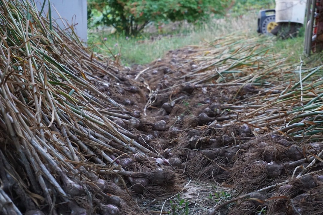 guide complet sur la culture de l'ail : conseils pratiques, méthodes de plantation, entretien et récolte pour réussir votre production d'ail.