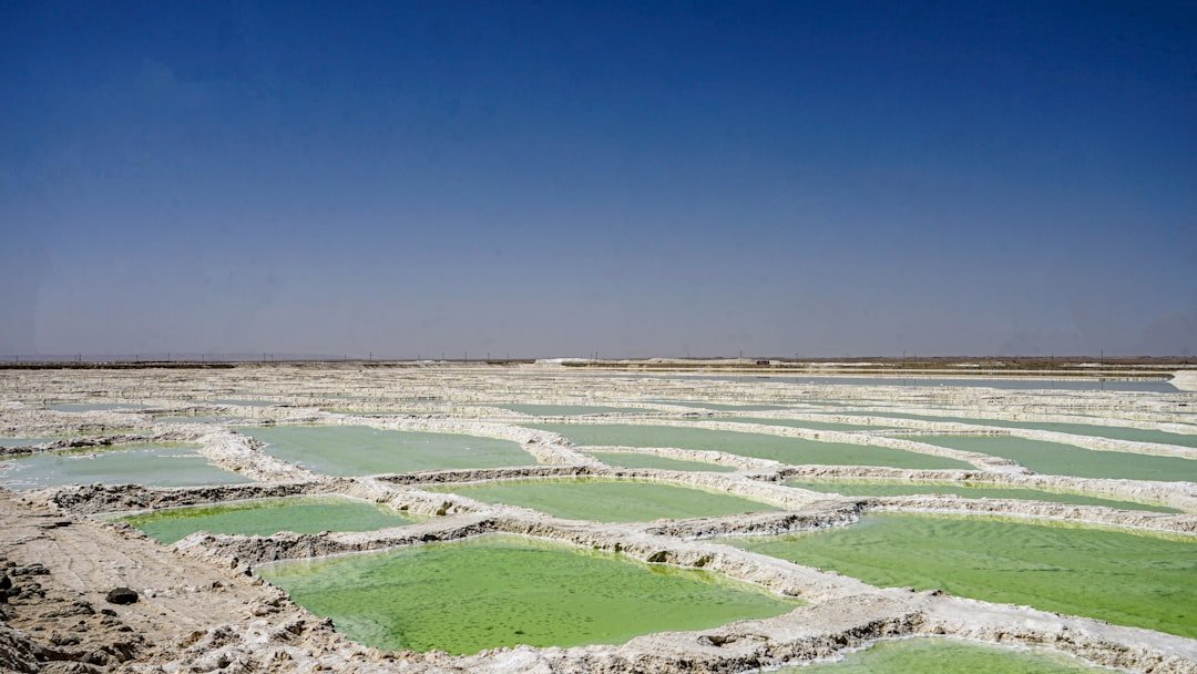 Guide de préparation sel d’oseille 1 découvrez notre guide complet pour préparer le sel de roquette, une épice naturelle aux saveurs acidulées, parfaite pour rehausser vos plats.