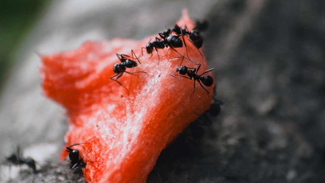 tutoriel complet pour fabriquer un piège à fourmis efficace et facile à réaliser chez soi.