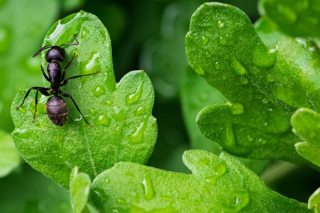 tutoriel complet pour fabriquer un piège à fourmis efficace et facile à réaliser chez soi.