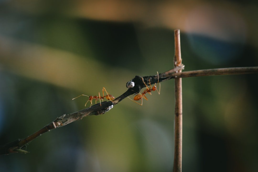 découvrez notre tutoriel complet pour fabriquer un piège à fourmis efficace et simple à réaliser chez vous.