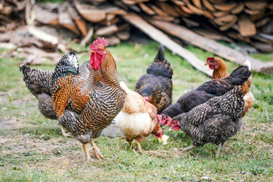 découvrez tout ce qu'il faut savoir pour élever des poulets avec succès : conseils pratiques, alimentation, habitat et soins pour des poules en bonne santé.