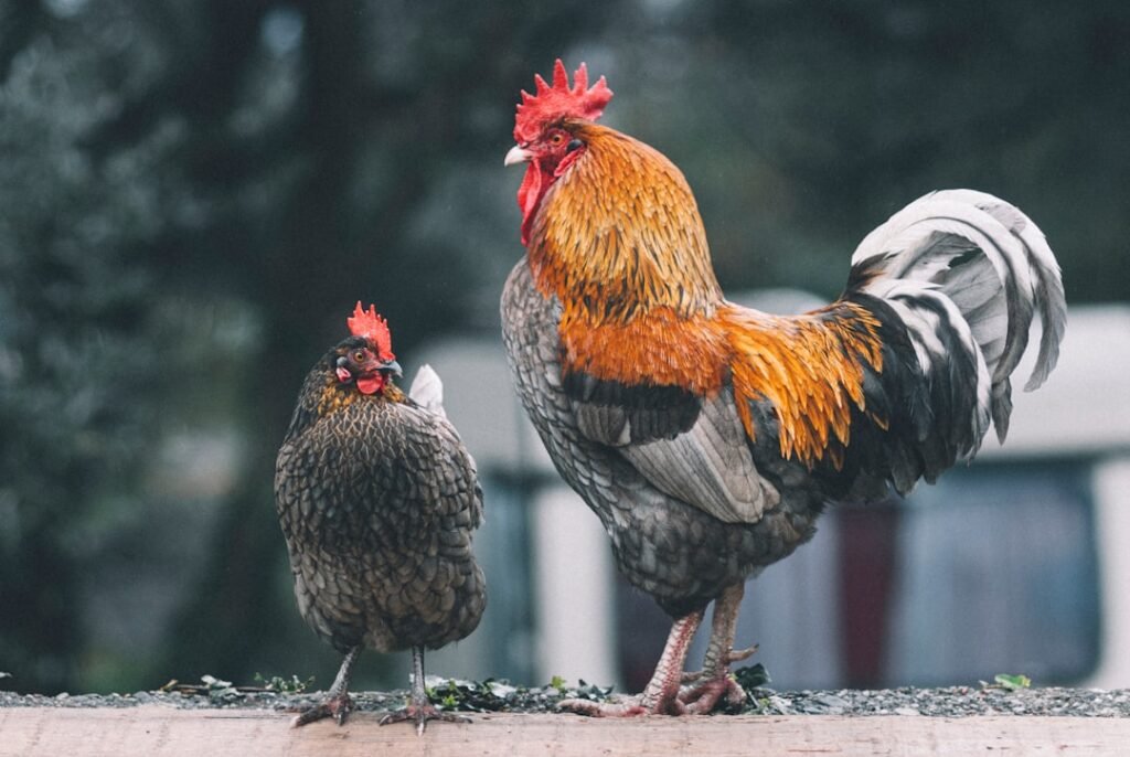 tout savoir sur l’élevage de poulets : conseils pratiques, alimentation, soins et astuces pour réussir à élever des poules chez soi.