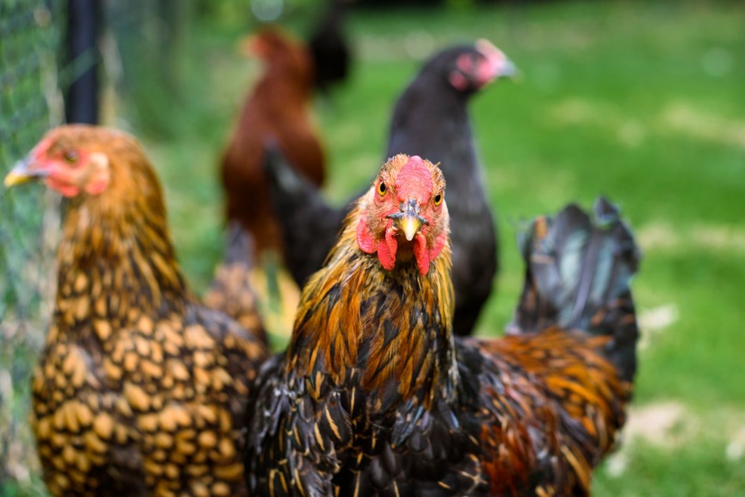 découvrez les conseils essentiels pour élever des poules avec succès, de l'installation du poulailler à l'alimentation et aux soins quotidiens.