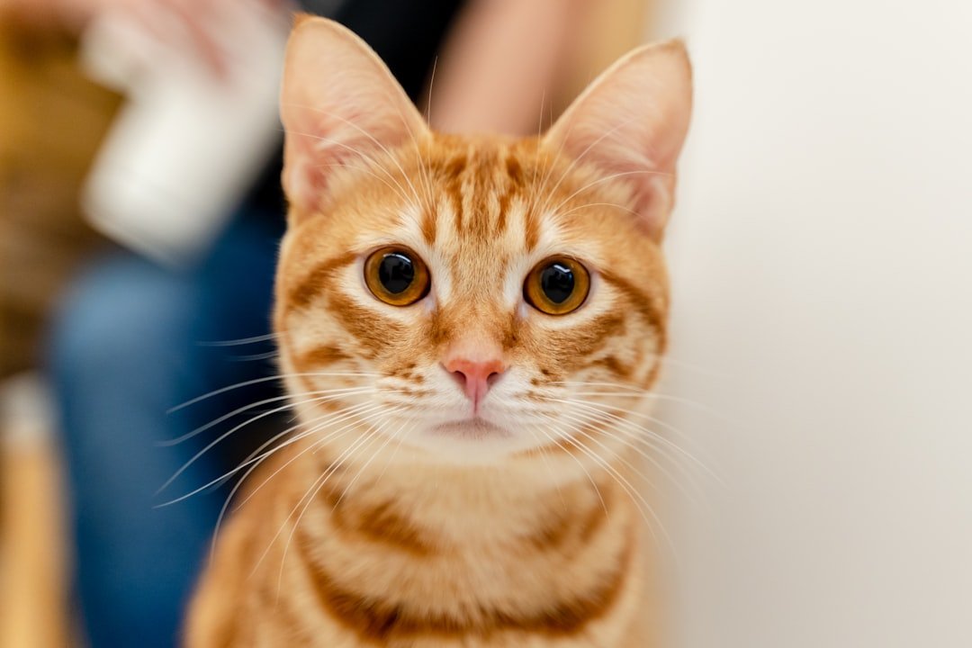 Astuces pour nettoyer le pipi de chat sur le parquet 1 conseils efficaces pour nettoyer l'urine de chat et éliminer les odeurs désagréables, tout en protégeant vos surfaces et votre intérieur.