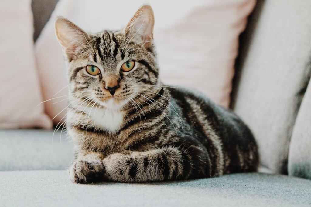 Astuces pour nettoyer le pipi de chat sur le parquet découvrez des astuces efficaces et des produits adaptés pour nettoyer et éliminer durablement l'urine de chat, afin de préserver la propreté et la fraîcheur de votre intérieur.
