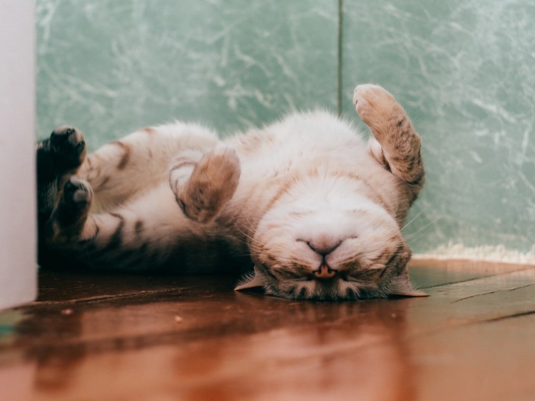 Astuces pour nettoyer le pipi de chat sur le parquet 2 découvrez nos conseils efficaces pour nettoyer les taches et odeurs d'urine de chat, afin de garder votre maison propre et fraîche.