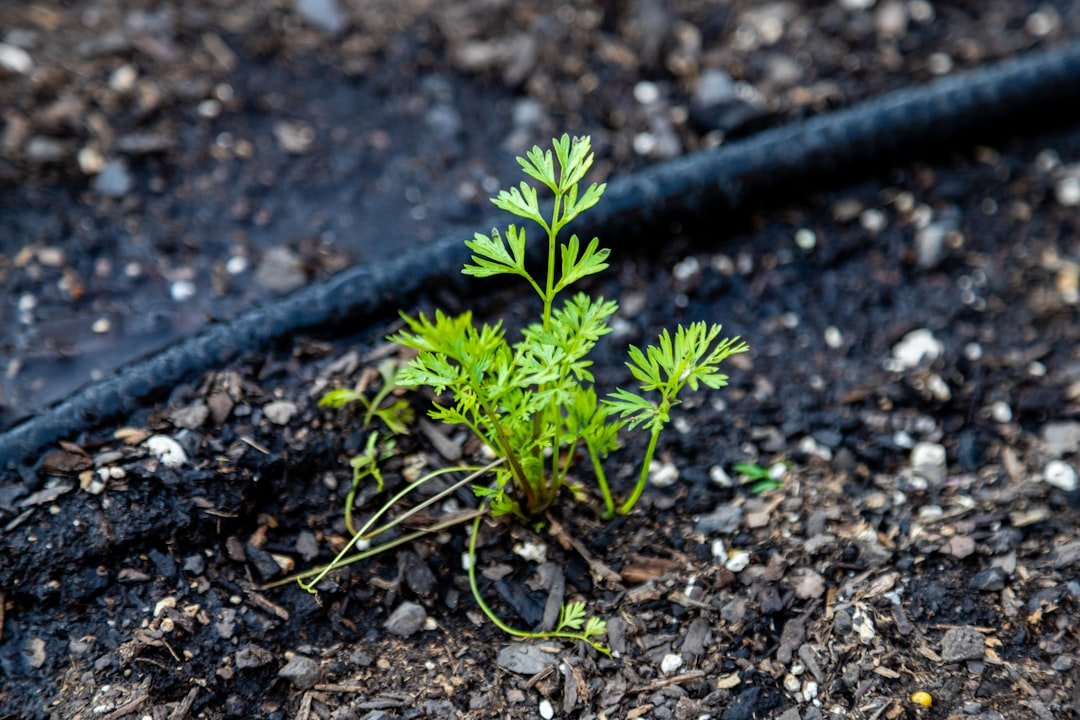 Conseils et avis sur l’arrosage enterré : efficacité et économie 1 découvrez les avantages de l'irrigation goutte-à-goutte, une méthode efficace pour économiser l'eau et optimiser la croissance de vos plantes.