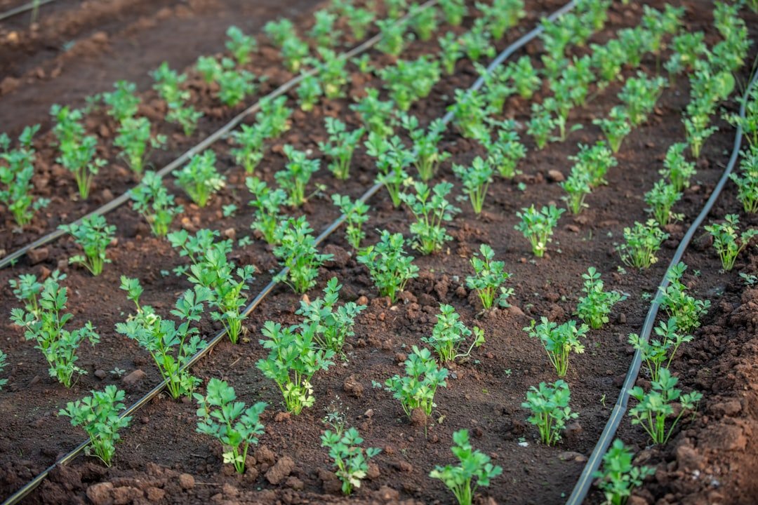 Conseils et avis sur l’arrosage enterré : efficacité et économie 2 découvrez les avantages de l'irrigation goutte à goutte, une méthode efficace et économique pour optimiser l'arrosage de vos plantes tout en économisant l'eau.