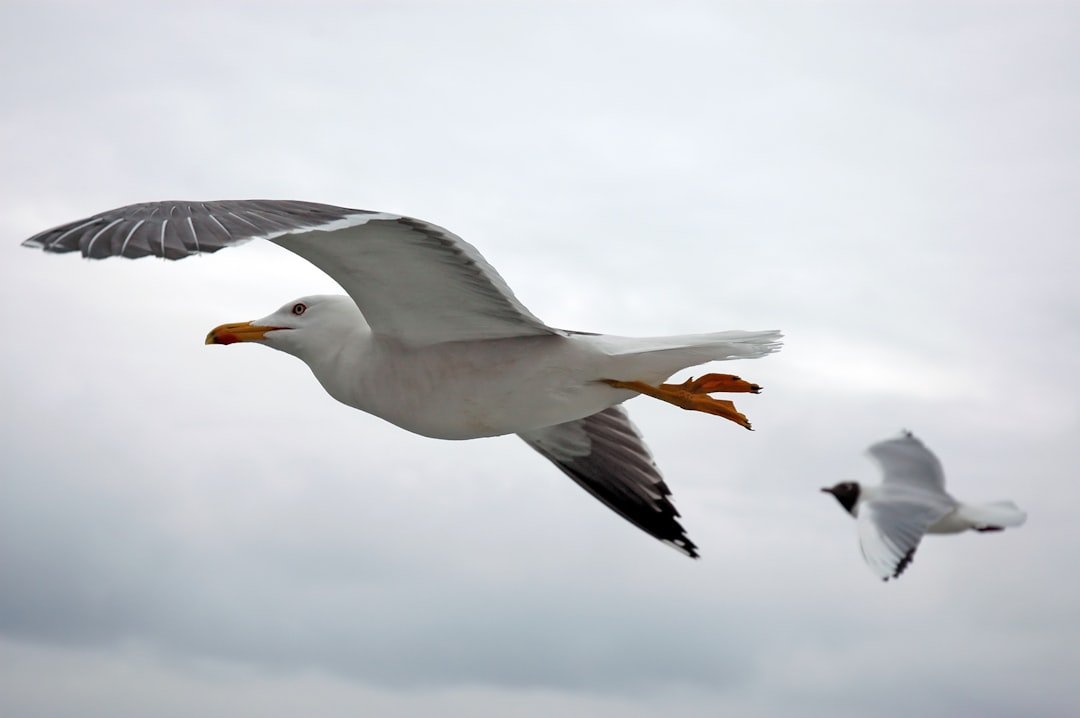 Éliminer les mouettes du jardin en quelques étapes 1 découvrez des solutions efficaces pour le contrôle des mouettes afin de protéger vos espaces extérieurs en toute sécurité et respect de l'environnement.