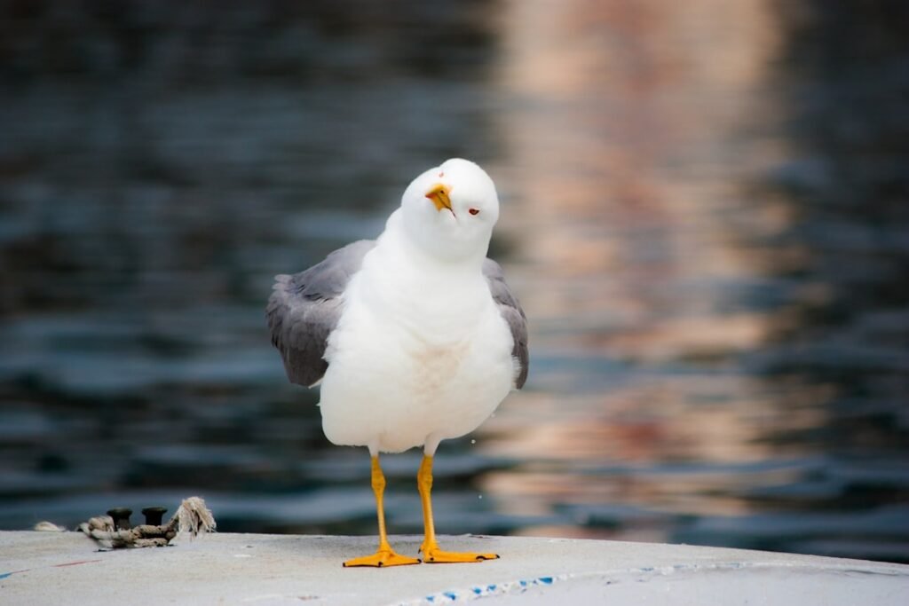 Éliminer les mouettes du jardin en quelques étapes solutions efficaces de contrôle des mouettes pour protéger vos espaces et prévenir les nuisances. méthodes respectueuses de l'environnement et durables.