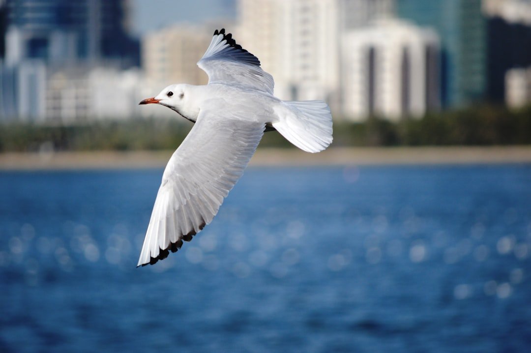 Éliminer les mouettes du jardin en quelques étapes 2 découvrez des solutions efficaces pour le contrôle des mouettes afin de protéger vos espaces et préserver l'environnement.