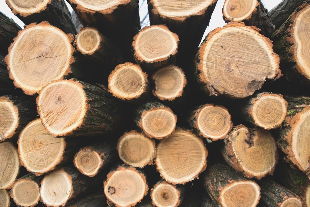 guide complet pour le blanchiment du bois : méthodes, astuces et conseils pour éclaircir et restaurer vos surfaces en bois naturellement et efficacement.